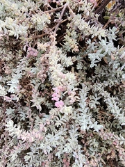 Extriplex californica