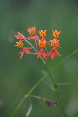 Asclepias lanceolata