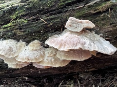 Tyromyces galactinus