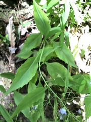Campanula divaricata