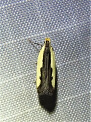 Dichomeris serrativittella