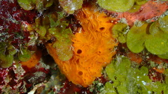 Placospherastra