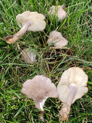Calocybe ionides