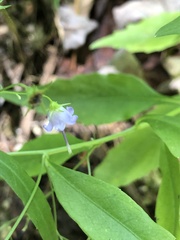 Campanula divaricata