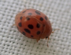 Subcoccinella vigintiquatuorpunctata