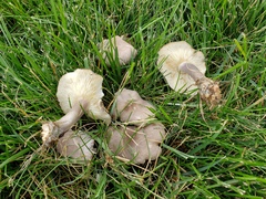 Calocybe ionides