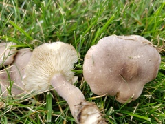 Calocybe ionides