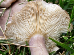 Calocybe ionides
