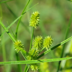 Cyperus retrorsus