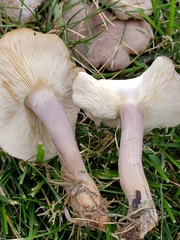 Calocybe ionides