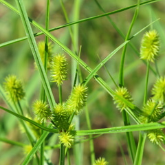 Cyperus retrorsus