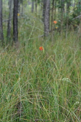 Asclepias lanceolata