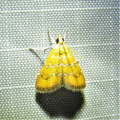 Xanthophysa psychicalis