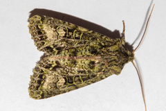 Ichneutica plena