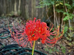 Lycoris radiata