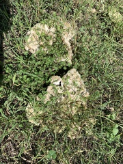 Clitocybe brunneocephala