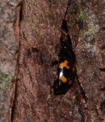 Glischrochilus fasciatus