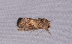 Chrysodeixis