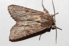 Ichneutica ustistriga