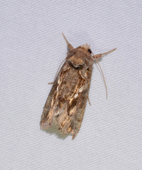Chrysodeixis