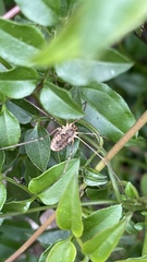 Opiliones