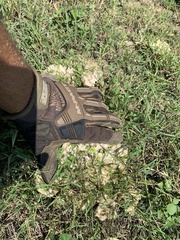 Clitocybe brunneocephala