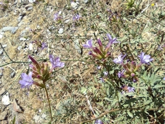 Plumbago europaea