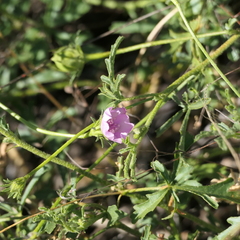 Ipomoea polymorpha