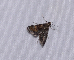 Elophila obliteralis