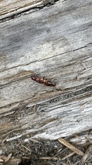 Zootermopsis nevadensis