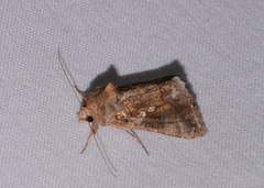 Chrysodeixis chalcites
