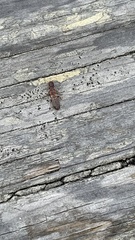 Zootermopsis nevadensis