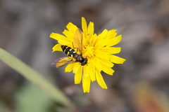 Melangyna