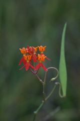 Asclepias lanceolata
