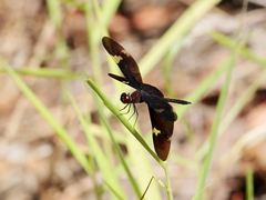 Rhyothemis princeps