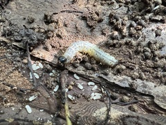 Scolecocampa