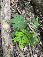 Adenanthera