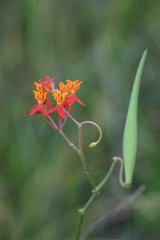Asclepias lanceolata