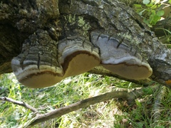 Phellinus tremulae