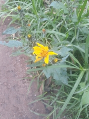 Simsia amplexicaulis