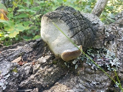 Phellinus tremulae