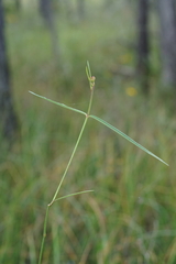 Asclepias lanceolata
