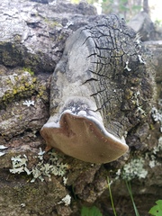 Phellinus tremulae