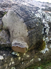 Phellinus tremulae