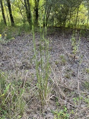 Andropogon virginicus