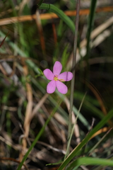 Sabatia campanulata