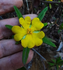 Hibbertia saligna