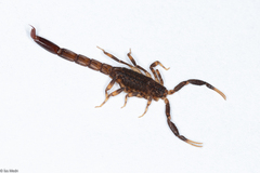 Ananteris balzanii