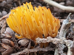 Clavulinopsis corniculata