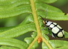 Omophoita octoguttata